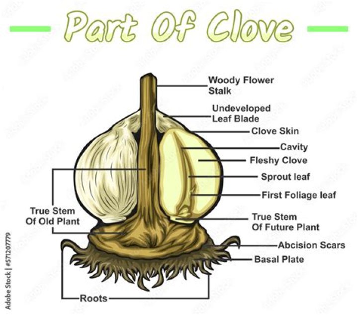 Is a clove a garlic?