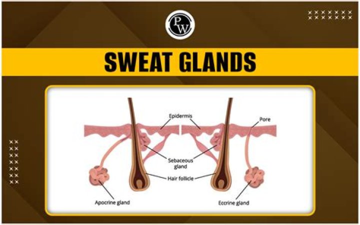 Is sweat the same as urine?