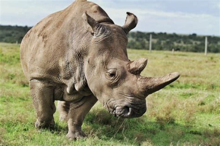 Is the northern white rhino extinct?