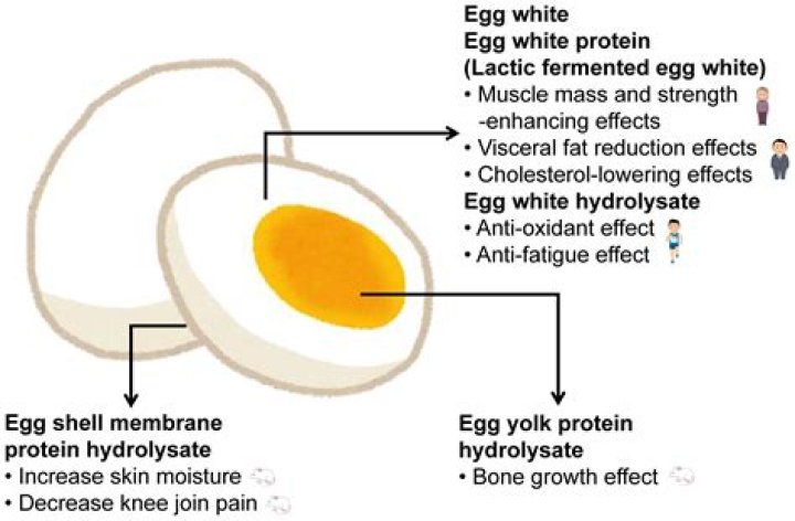 Is the yellow or white part of an egg healthy?