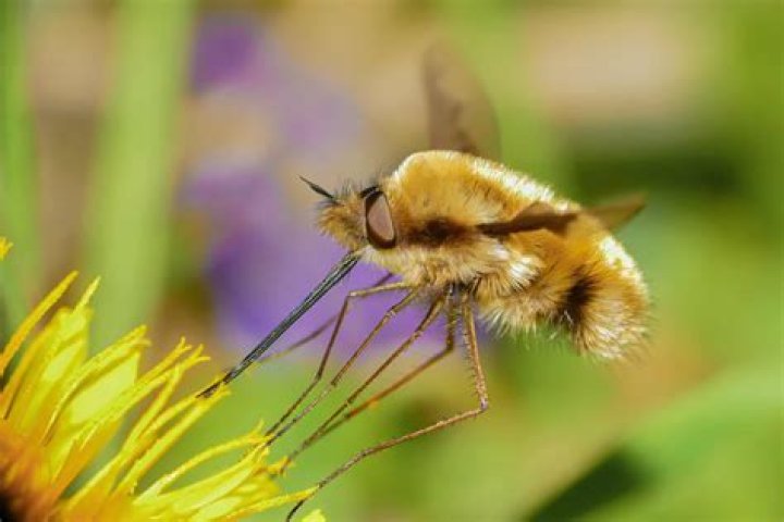 Is there a bee that looks like a fly?