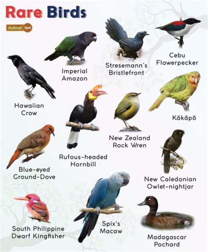 What's the rarest bird?