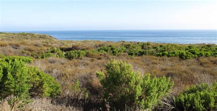 What adaptation do plants in shrublands have to survive fires?