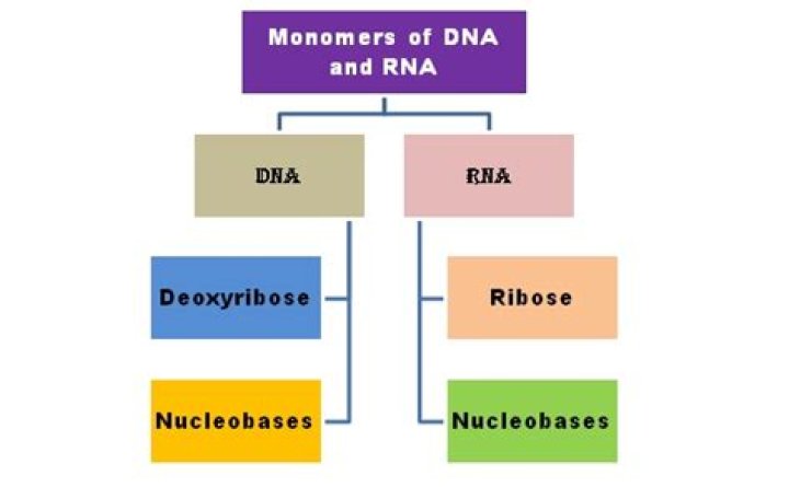 What are monomers of RNA and DNA called?