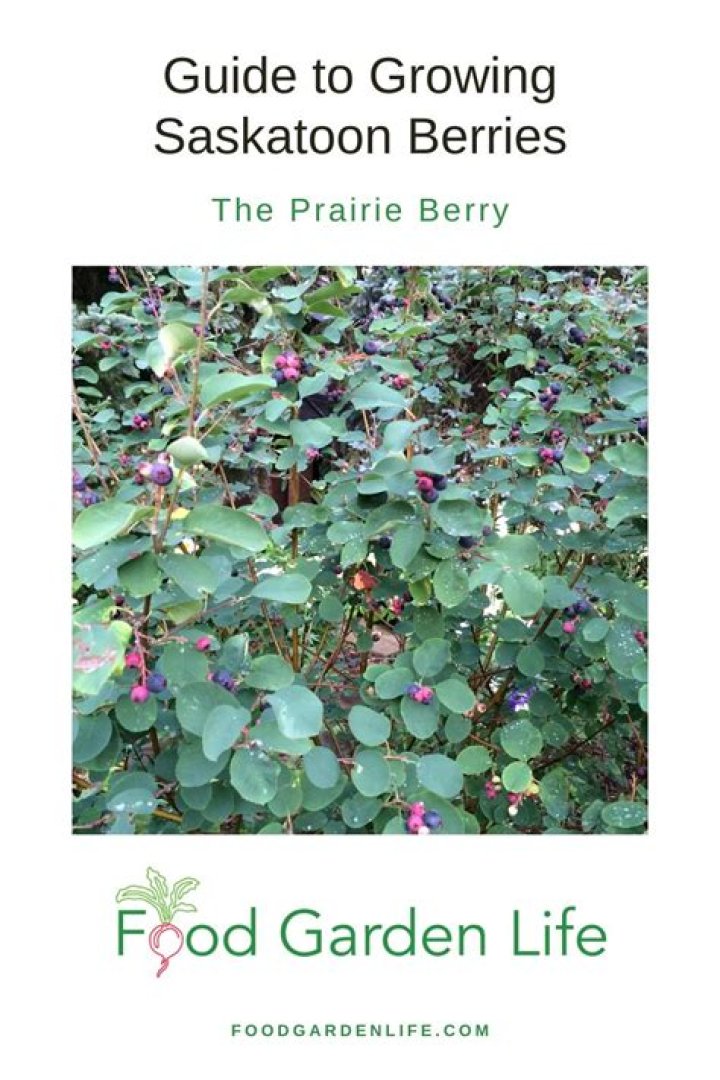 What are Saskatoon berries used for?