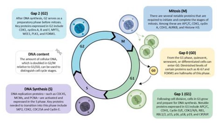 What are the best antibodies to be used as markers of cell cycle stages?