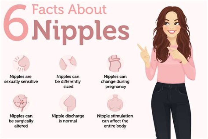What are the different parts of the nipple?