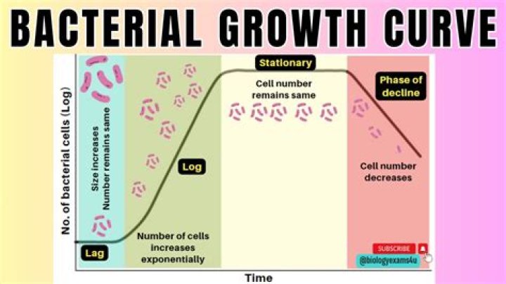 What are the different phases of microbial growth curve?