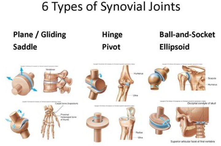 What are the different types of joints and their functions?