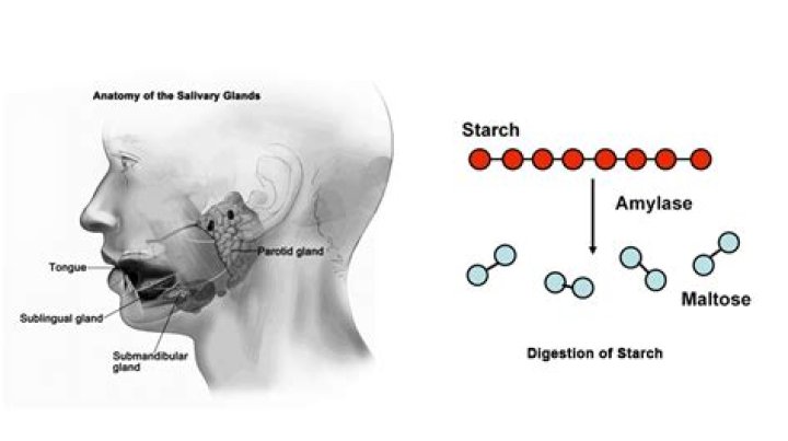 What are the functions of salivary amylase?