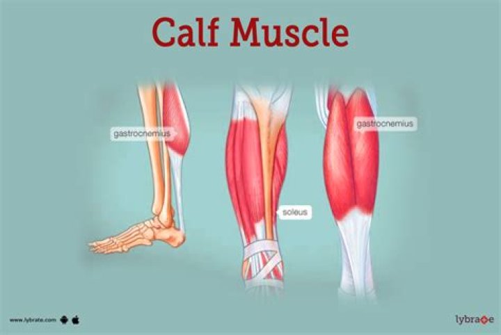 What are the muscles in the calf area?