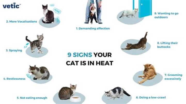 What are the signs of a cat going blind?