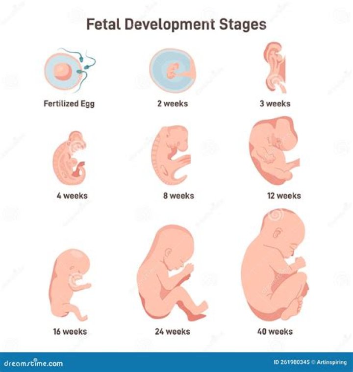 What are the stages of a growing fetus?