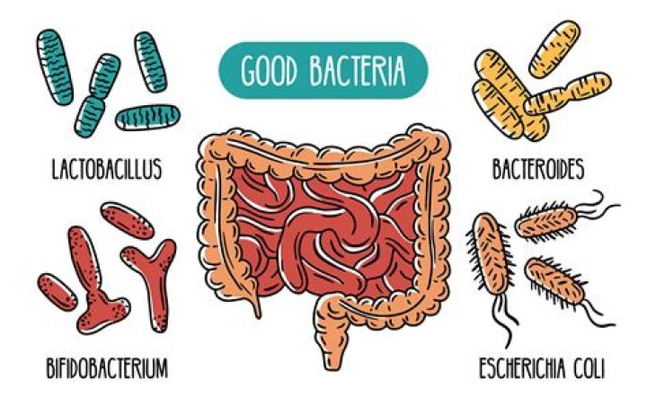 What bacteria are found in the colon?