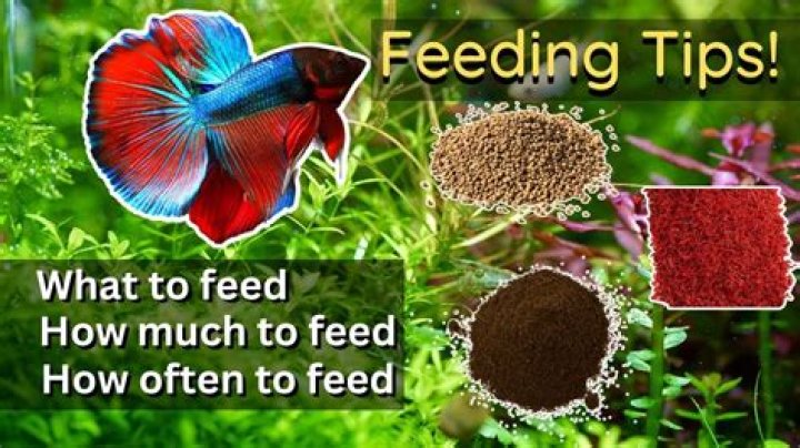 What can I feed my betta fish while on vacation?