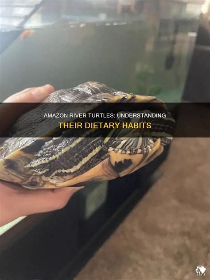 What do Amazon River turtles eat?