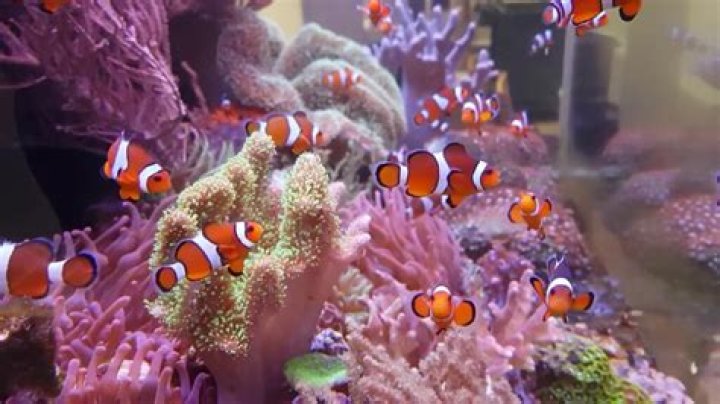 What do clownfish eat in an aquarium?