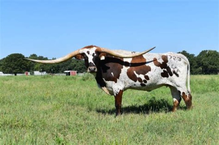 What do Longhorns look like?