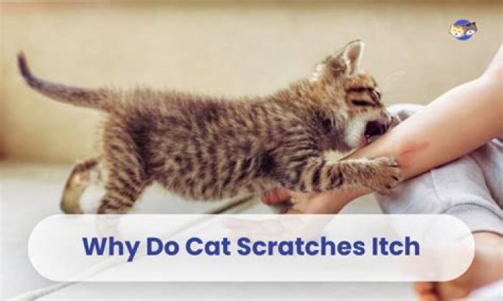 What do you do when your cat scratches you?