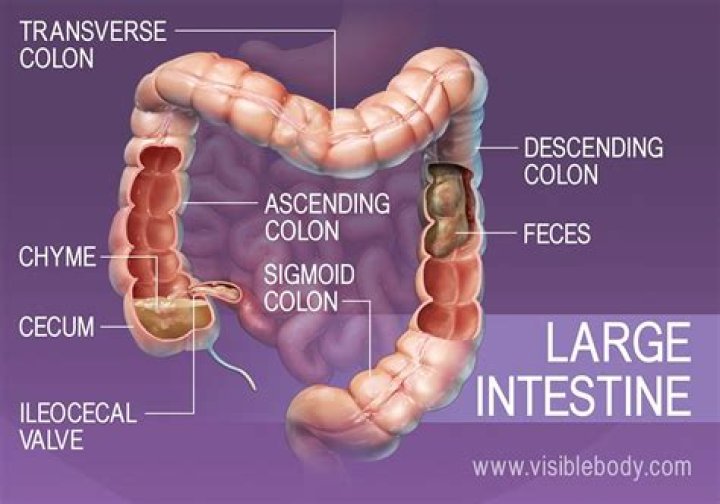 What does a large intestine mean?