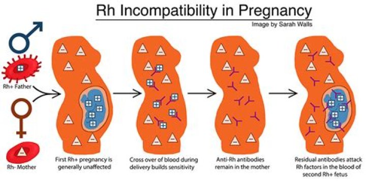 What does a positive Rh control indicate?