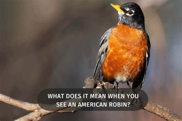 What does it mean when you see a robin in December?