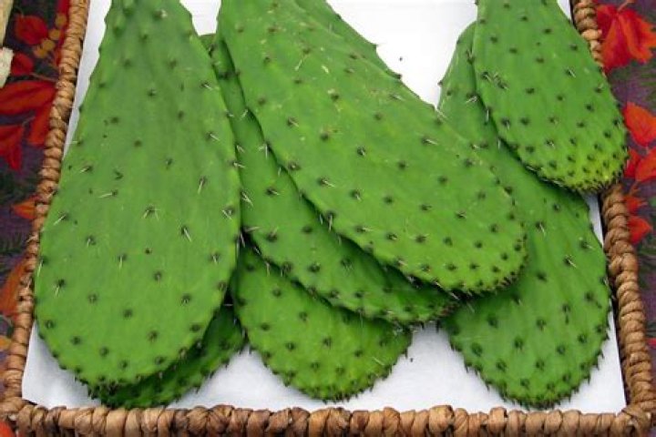 What is a cactus pad?