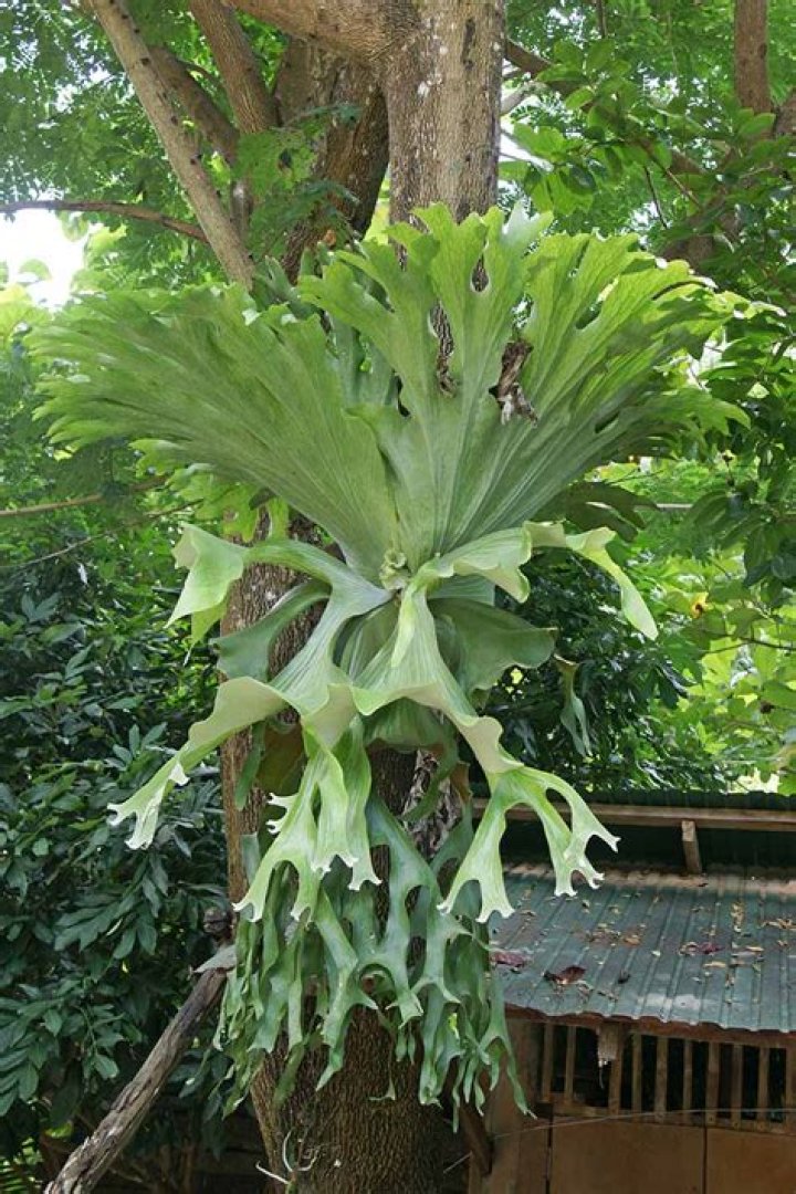 What is a staghorn?