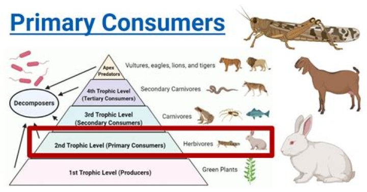 What is a top consumer?