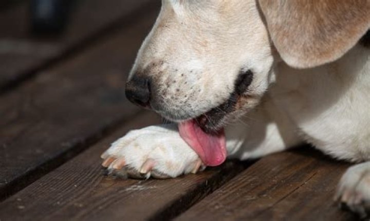 What is acral lick dermatitis in dogs?