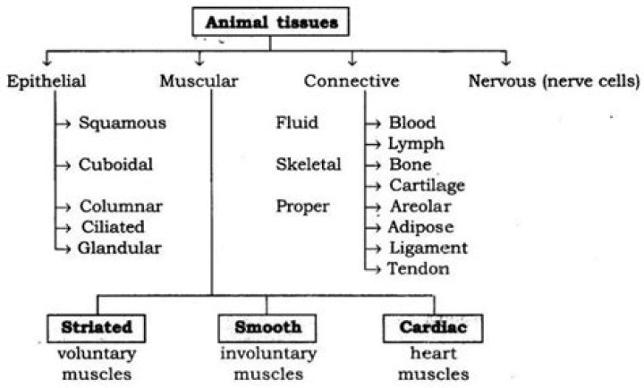 What is animal tissue class 9?