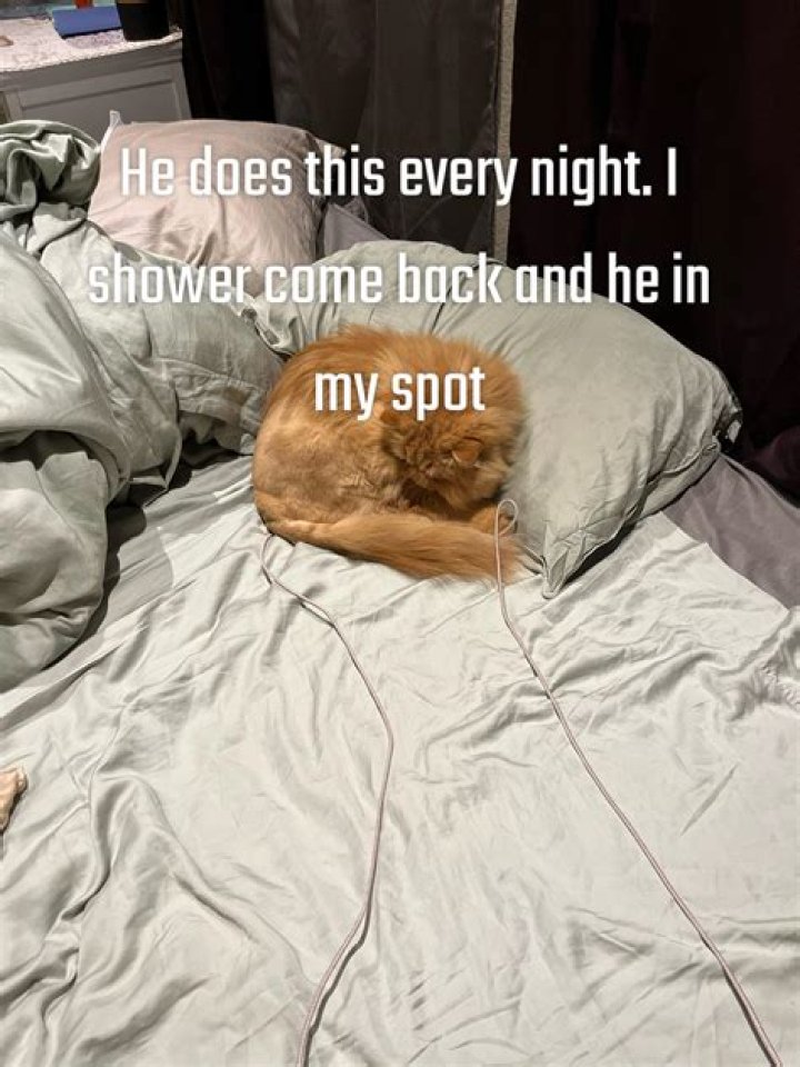 What is bed hog?