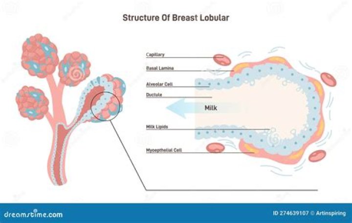 What is breast lobule?