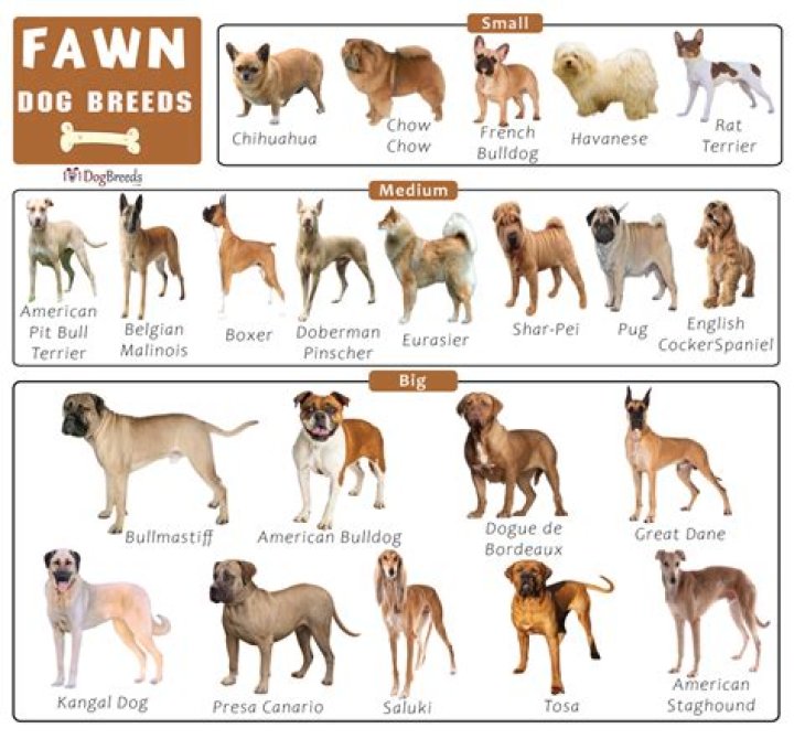 What is fawn fur?