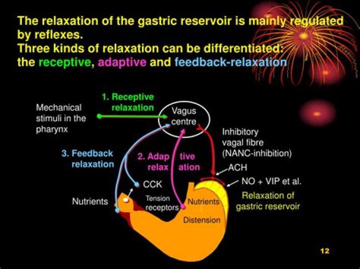 What is receptive relaxation of the stomach?