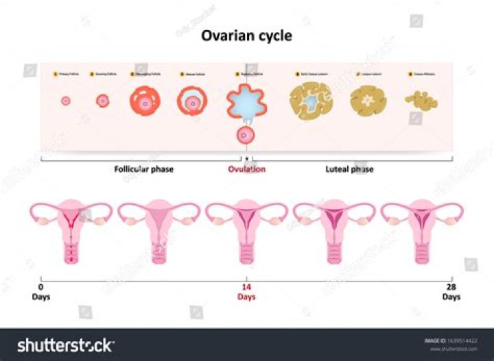 What is reproductive cycle?