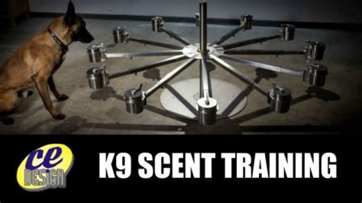 What is scent training?