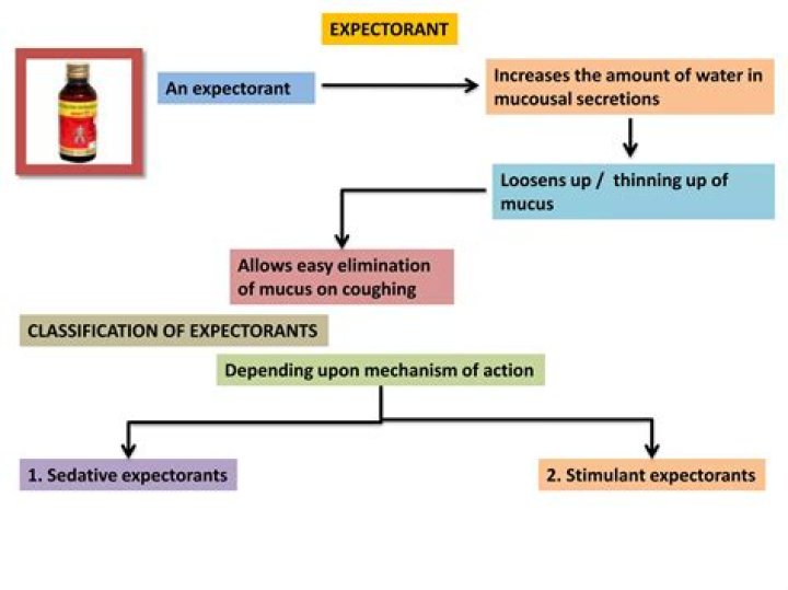What is the action of an expectorant?