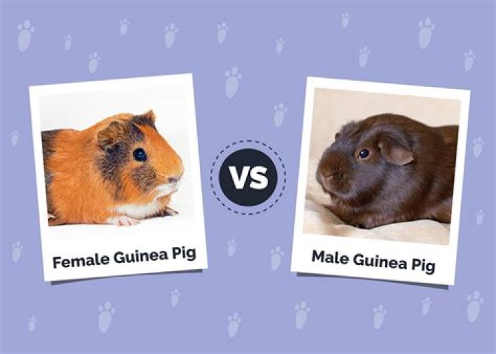 What is the difference between a pig and a guinea pig?