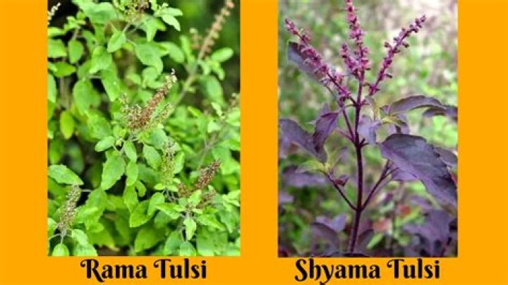 What is the difference between RAM Tulsi and Shyam Tulsi?