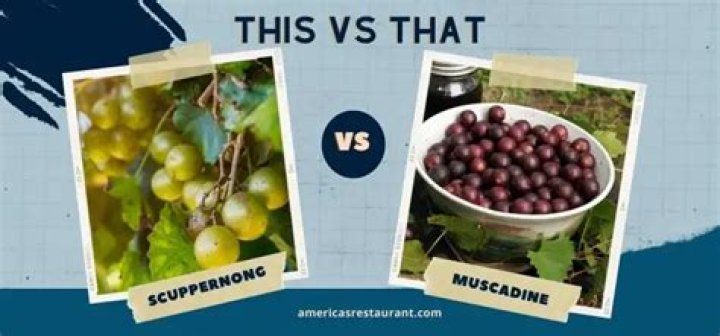 What is the difference between scuppernongs and muscadines?