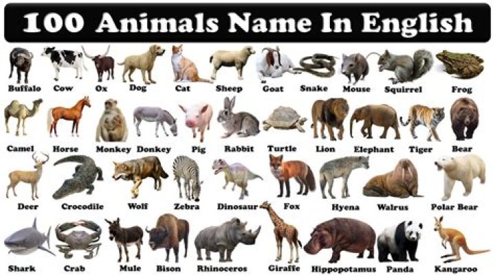 What is the English name of Panda?