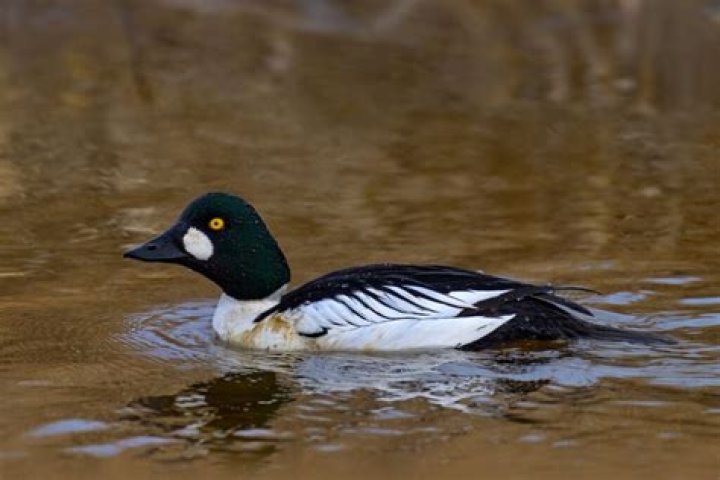 What is the limit on ducks in South Carolina?
