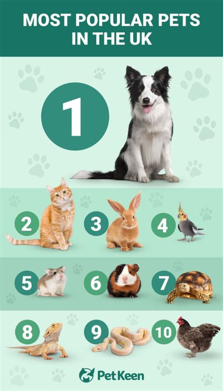 What is the most popular pet in the UK?