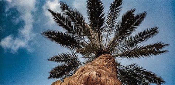 What is the national tree of Saudi Arabia?