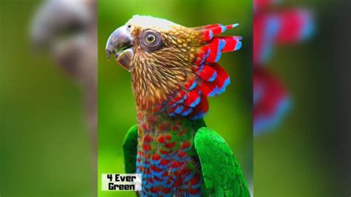 What is the nicest parrot?
