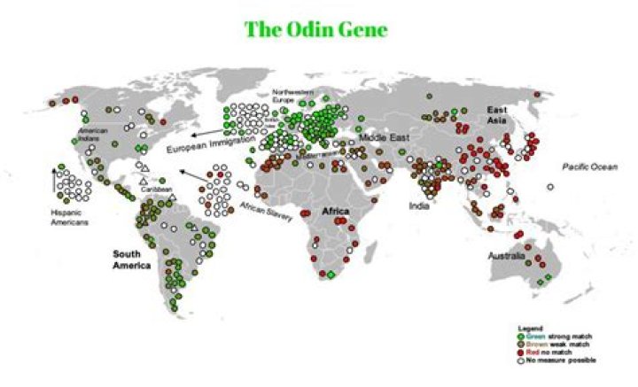 What is the Odin gene?