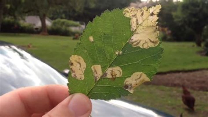 What kind of worms eat leaves?