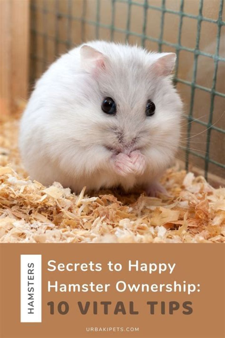What should you not do with your hamster?