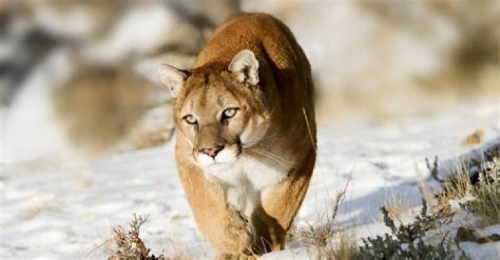 What temperature do mountain lions live in?